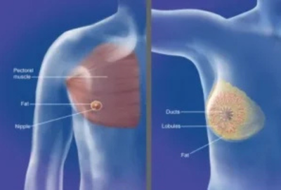 Breast anatomy diagram showing ducts, lobules, fat and pectoral muscle